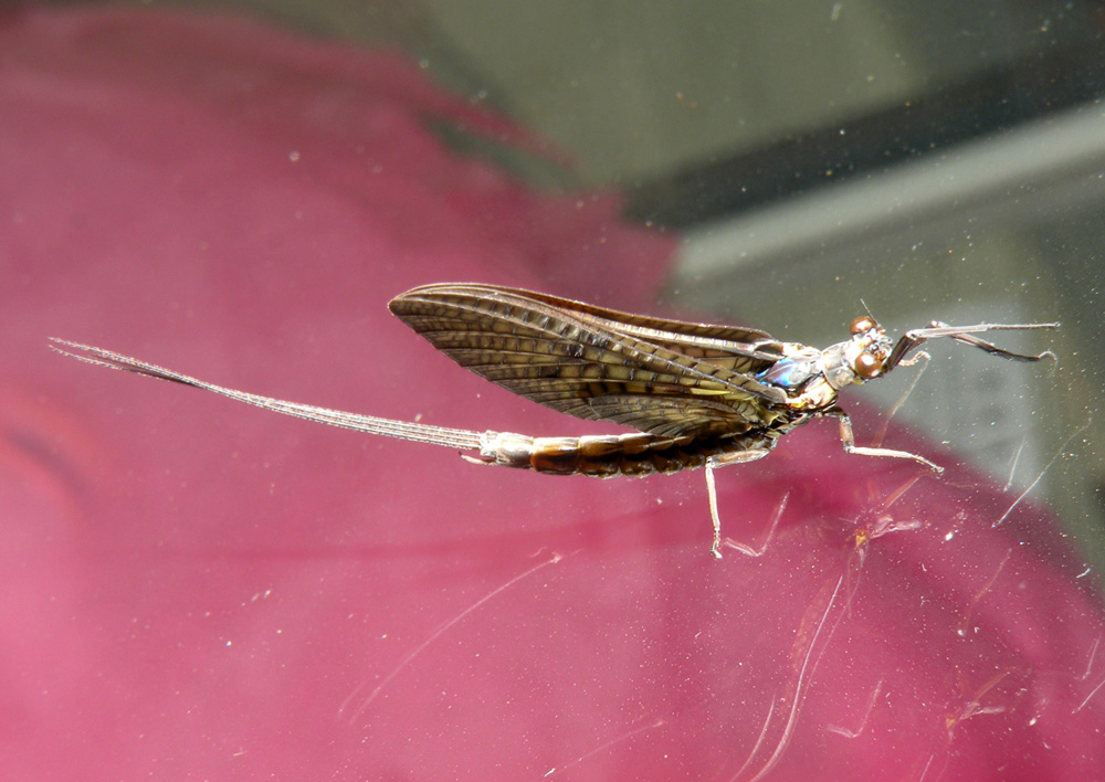 Ephemeroptera from Bath GB